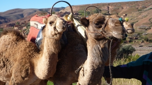 Excursions balade chameaux