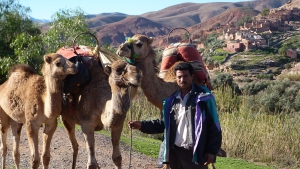 Excursions balade chameaux