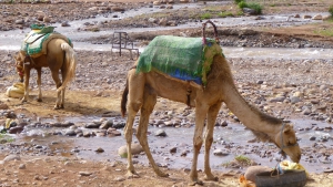 Excursions balade chameaux dans les rivières du Haut Atlas